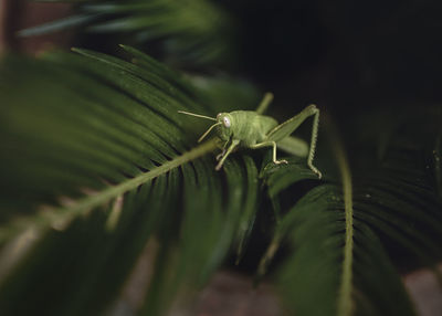 Close-up of insect on plant