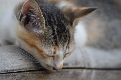 Close-up of cat sleeping on floor