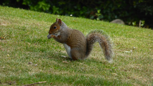 Close-up of squirrel on field