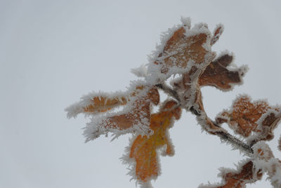 Close-up of snow against clear sky