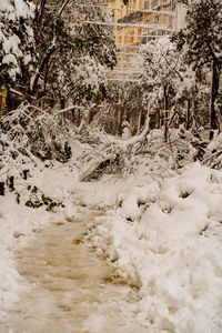 Snow covered trees and buildings in city