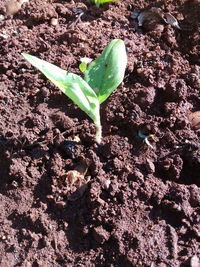 Close-up of small plant growing on field