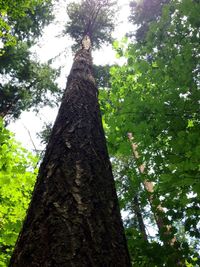 Low angle view of tree trunk