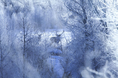 Frozen trees in forest