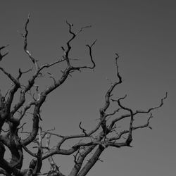 Low angle view of bare tree against clear sky