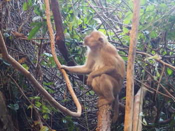 Monkey sitting on tree in forest