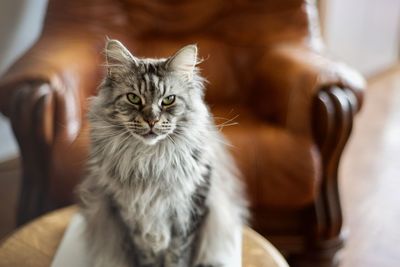 Close-up portrait of cat sitting