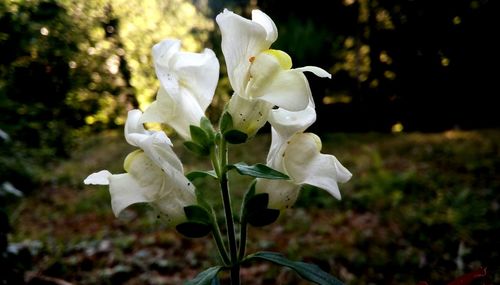Close-up of white flowering plant on field