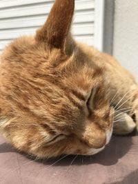 Close-up of cat sleeping