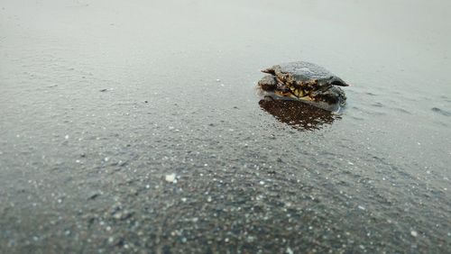 View of crab on sand