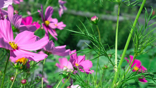 Close-up of pink cosmos flowers