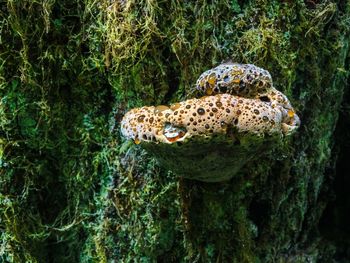 Fungus growing on tree at rainforest