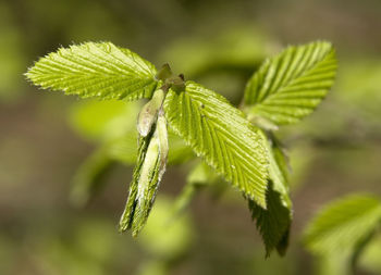 Close-up of green leaves