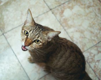 High angle view of cat sitting on floor