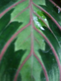 Close-up of green leaves