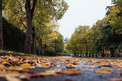 Surface level of autumn trees in park against sky