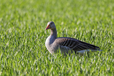 Close-up of a bird on field