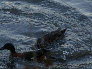 View of birds in water