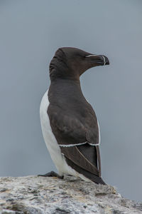 Close-up of bird perching on rock against sky