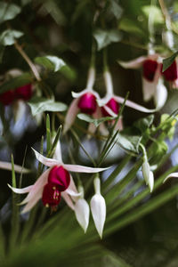 Close-up of flowers blooming outdoors