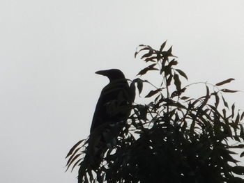 Low angle view of bird perching on plant against sky