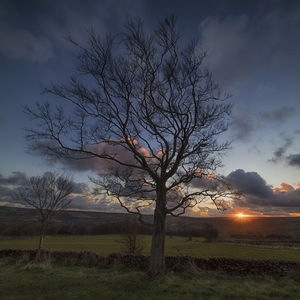 Bare tree on field against sky during sunset