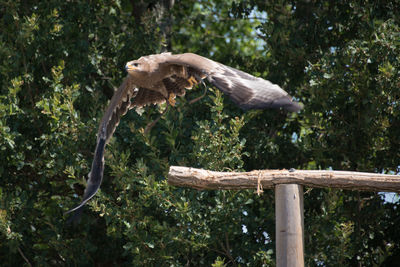 Bird perching on a tree