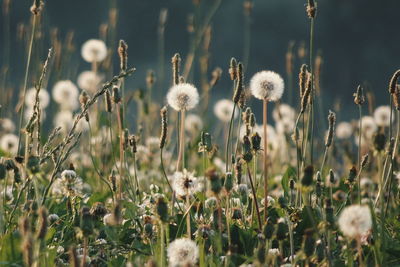 Close-up of dandelions growing on field