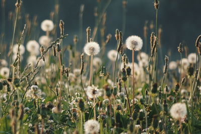 Close-up of dandelion in field