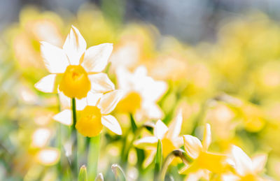 Close-up of yellow flowering plant on field