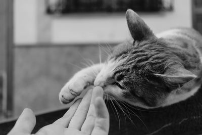 Close-up of hand feeding cat