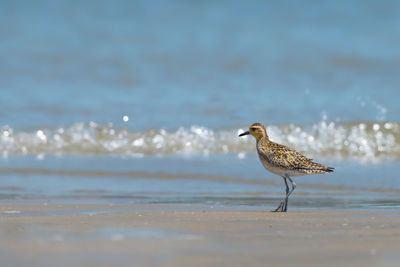 Golden plover perching on shore at beach