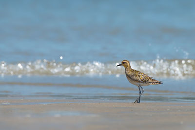 Bird perching on beach