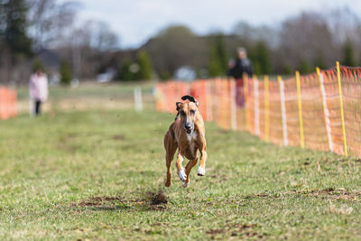 Dogs running on field