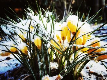 Close-up of yellow flowers on plant