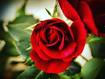 Close-up of red rose