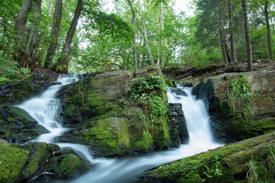 Scenic view of waterfall in forest