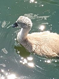 Close-up of swan swimming in lake