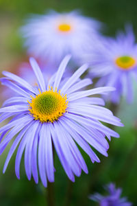 Close-up of purple flower blooming outdoors