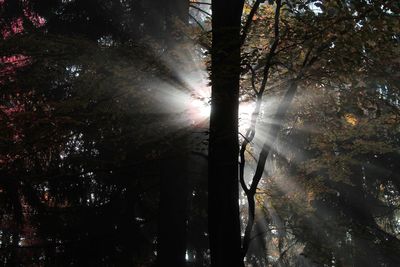 Low angle view of trees in forest against bright sky