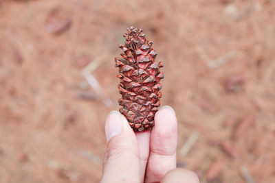 Close-up of hand holding pine cone