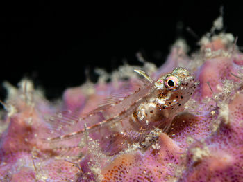 Close-up of fish in aquarium