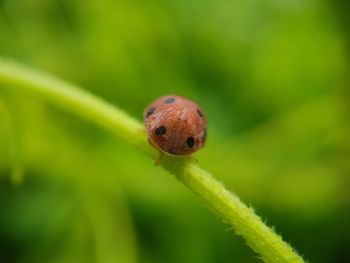 Close-up of ladybug on plant