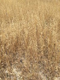 Full frame shot of corn field