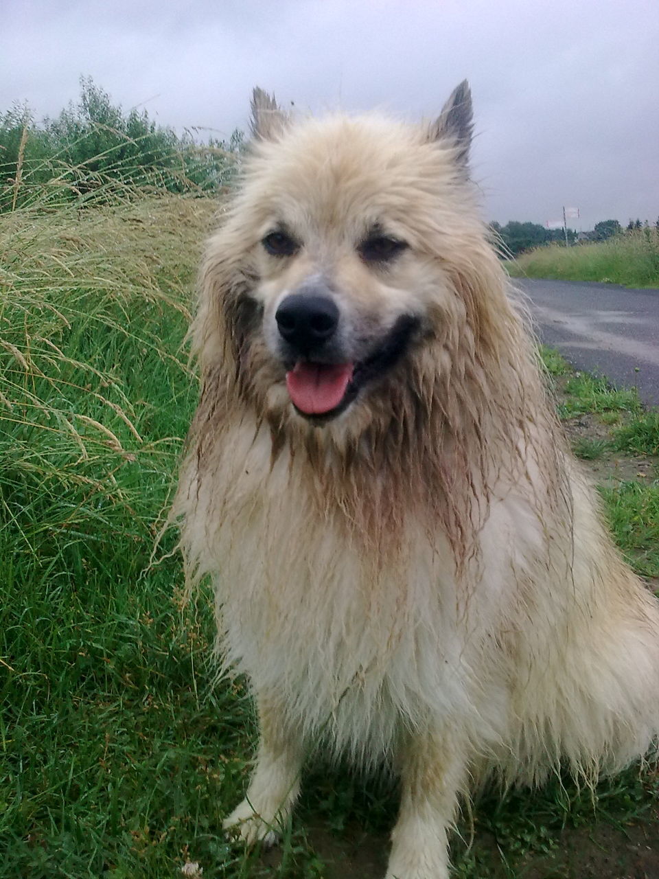 dog, domestic animals, animal themes, pets, one animal, mammal, grass, animal hair, sticking out tongue, field, looking at camera, portrait, mouth open, animal head, front view, close-up, sky, outdoors, no people, day