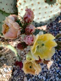 Close-up of yellow flower