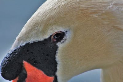 Close-up portrait of mute swan