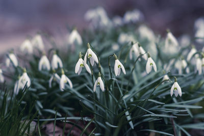 Close-up of white flowering plants