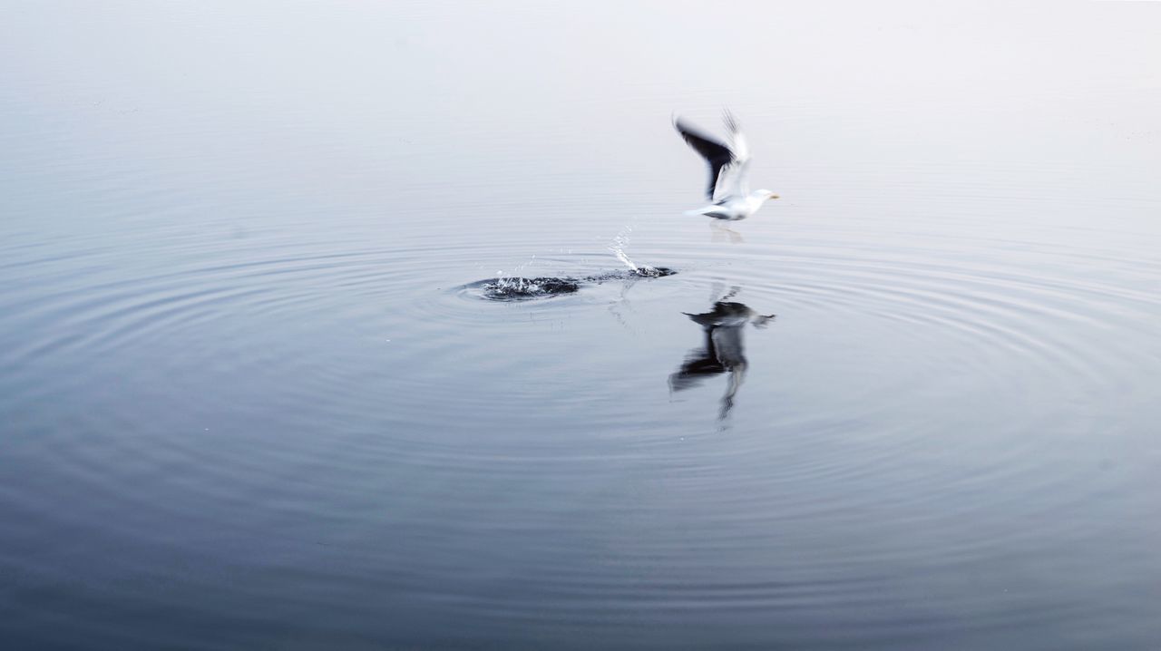 SWANS SWIMMING ON LAKE