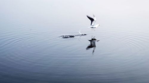 Swan swimming in lake